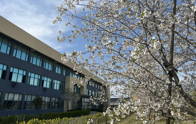 又是一年樱花季 USDT钱包数字官方邀您共赏浪漫樱花